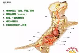狗狗的消化系统决定了它们的食物，你了解吗?