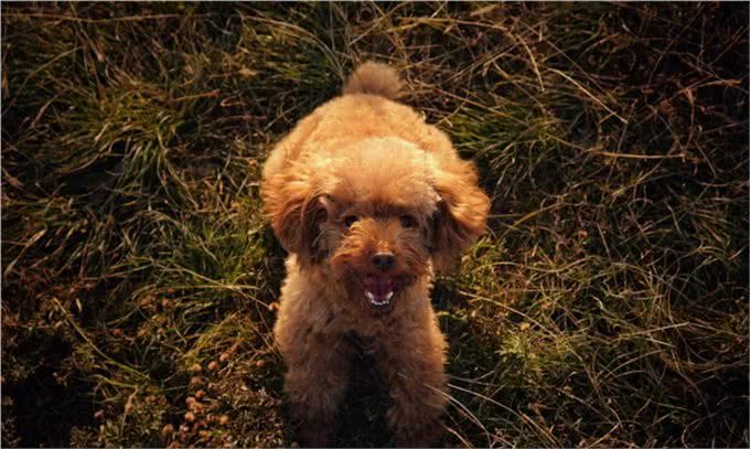 如何正确的饲养泰迪犬，你真的知道吗?