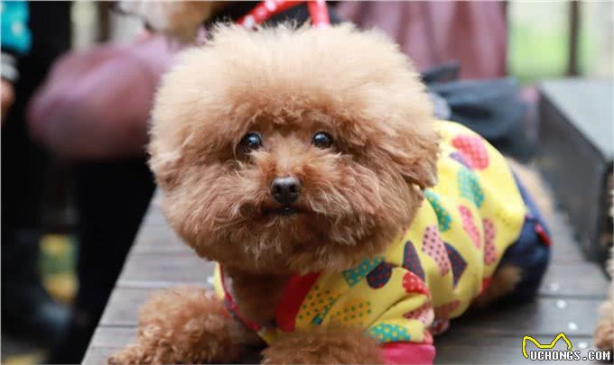 如何正确的饲养泰迪犬，你真的知道吗?