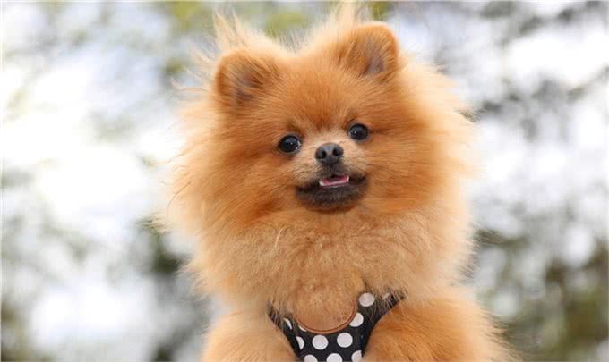 如何正确的饲养泰迪犬，你真的知道吗?