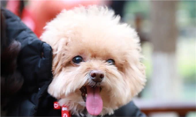 如何正确的饲养泰迪犬，你真的知道吗?