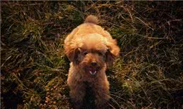 如何正确的饲养泰迪犬，你真的知道吗?