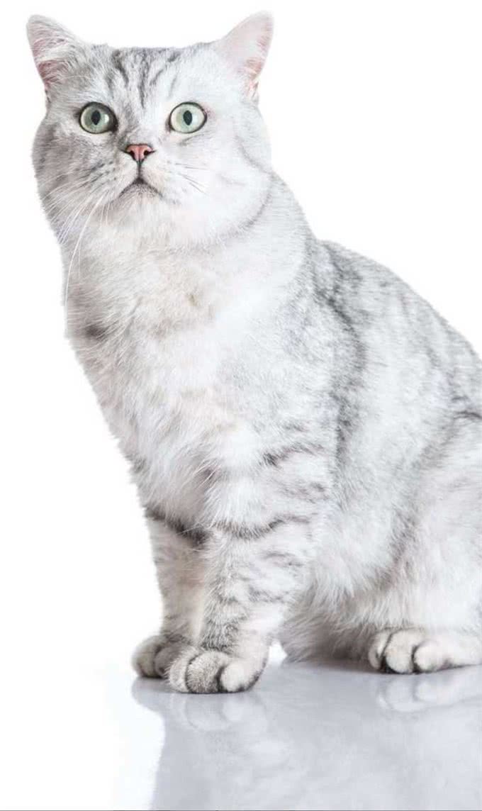 猫咪，长得可爱了不起呀—确实了不起