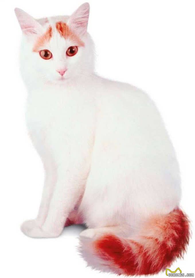 猫咪，长得可爱了不起呀—确实了不起