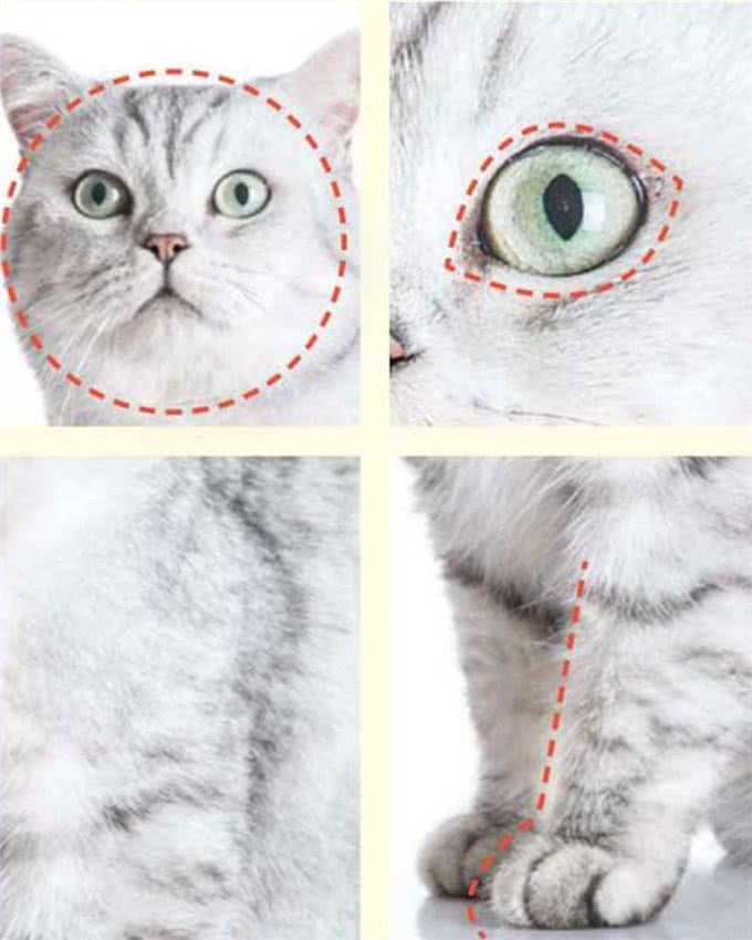 猫咪，长得可爱了不起呀—确实了不起