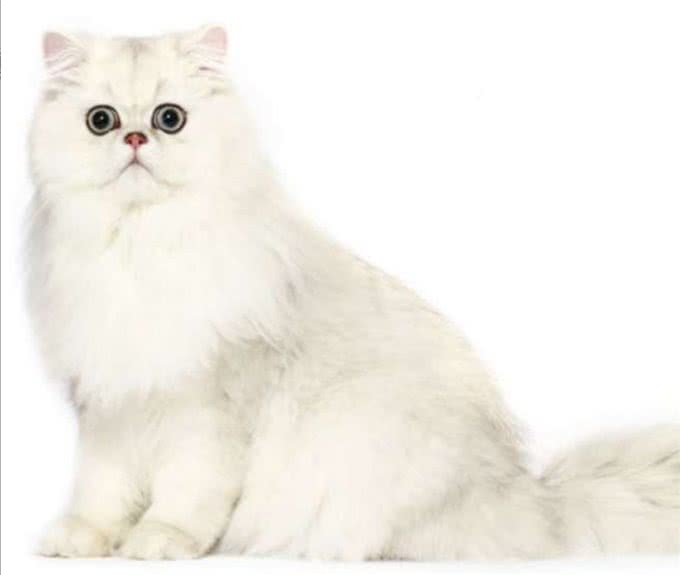 猫咪，长得可爱了不起呀—确实了不起