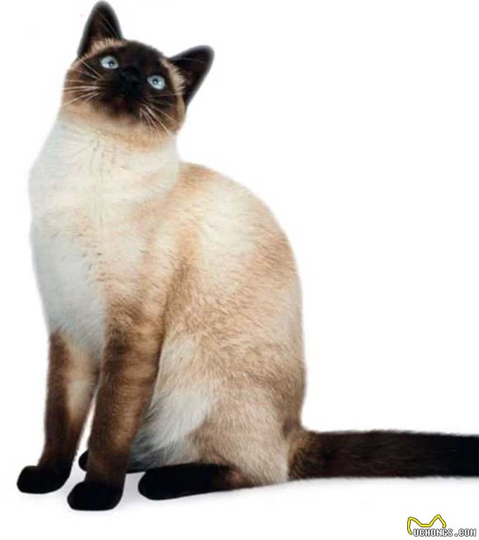 猫咪，长得可爱了不起呀—确实了不起