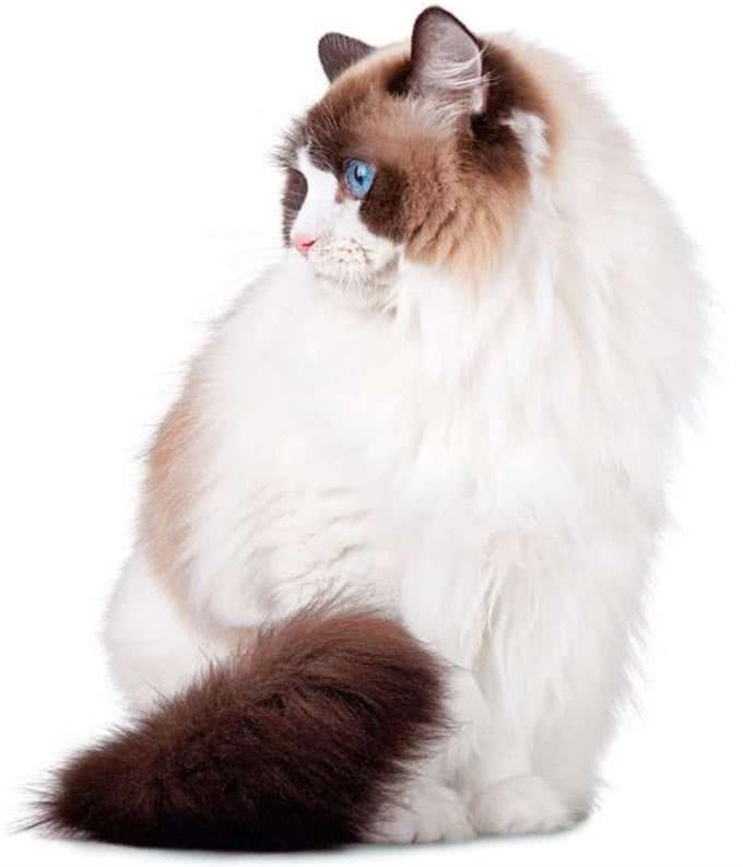 猫咪，长得可爱了不起呀—确实了不起