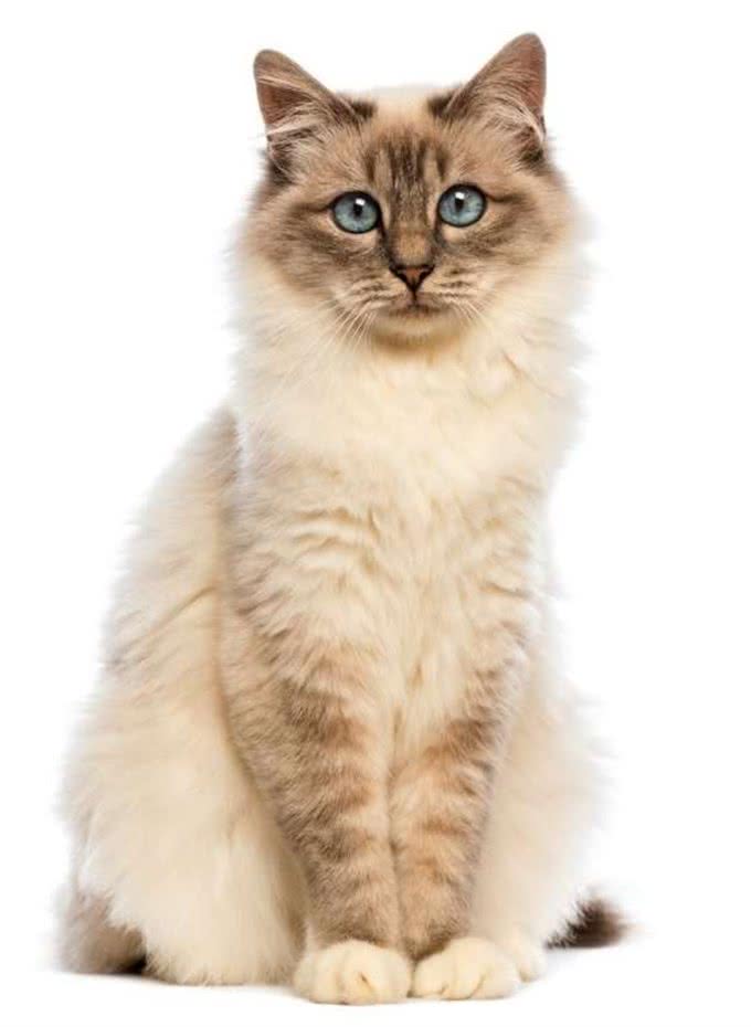 猫咪，长得可爱了不起呀—确实了不起