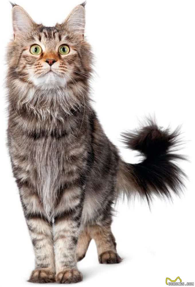 猫咪，长得可爱了不起呀—确实了不起