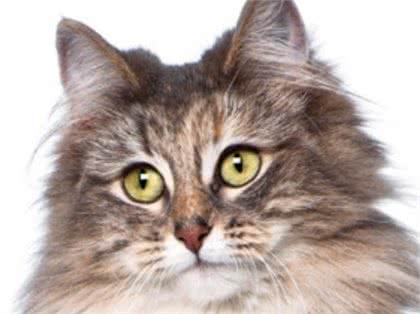 猫咪，长得可爱了不起呀—确实了不起