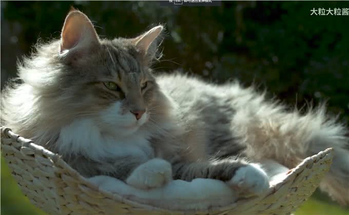 猫咪，长得可爱了不起呀—确实了不起