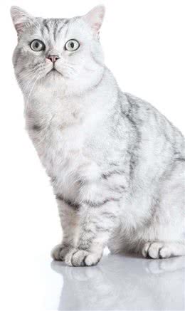 猫咪，长得可爱了不起呀—确实了不起