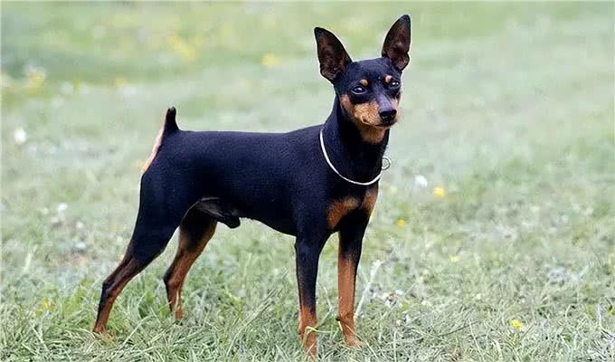 忽悠我养铁包金小鹿犬的人，你们可把我害苦了
