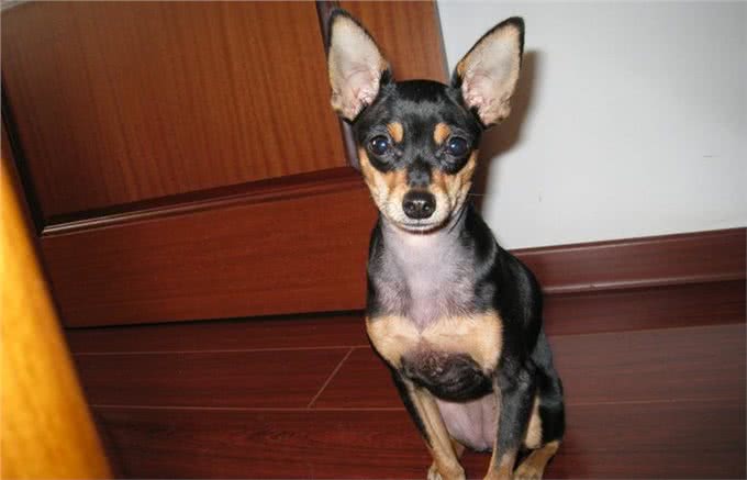 忽悠我养铁包金小鹿犬的人，你们可把我害苦了