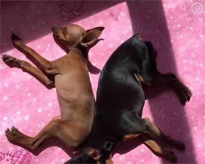 忽悠我养铁包金小鹿犬的人，你们可把我害苦了