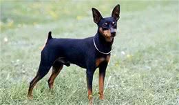 忽悠我养铁包金小鹿犬的人，你们可把我害苦了