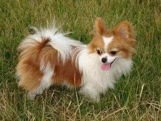 蝴蝶犬那么漂亮,可你真的会养吗?