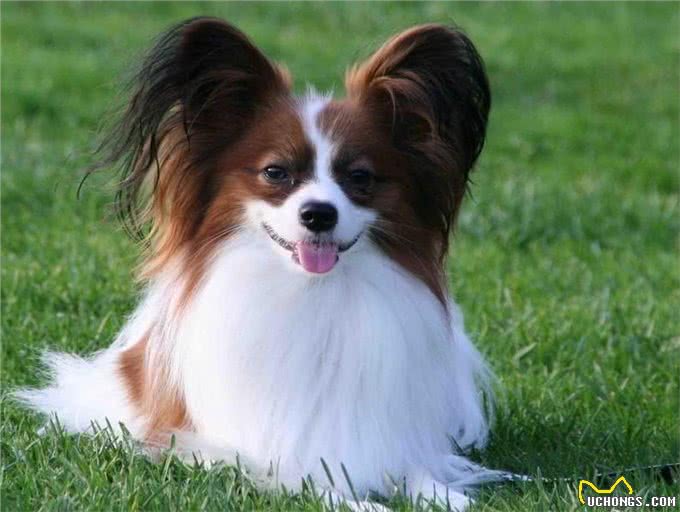 蝴蝶犬那么漂亮,可你真的会养吗?