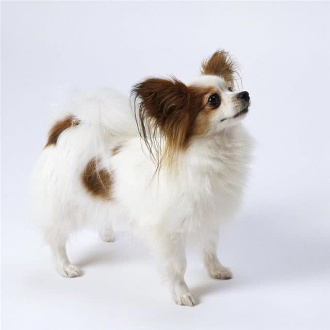 蝴蝶犬那么漂亮,可你真的会养吗?