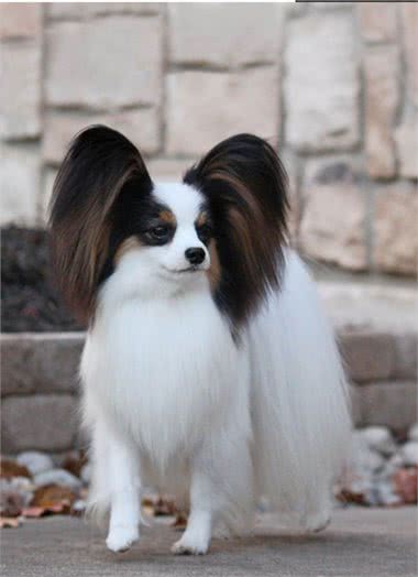 蝴蝶犬那么漂亮,可你真的会养吗?