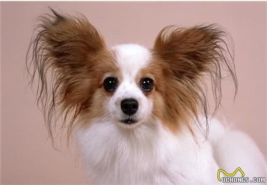 蝴蝶犬那么漂亮,可你真的会养吗?