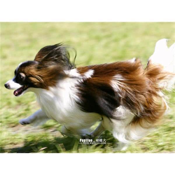 蝴蝶犬那么漂亮,可你真的会养吗?