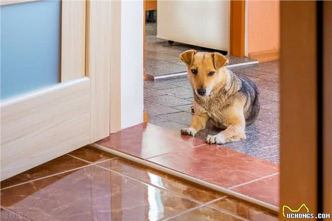 狗狗秒变开门小能手!看我是如何一步步教会它的