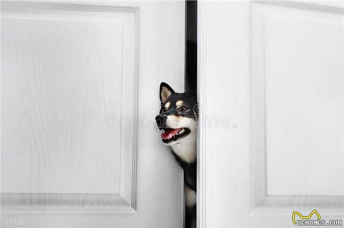 狗狗秒变开门小能手!看我是如何一步步教会它的