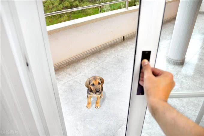 狗狗秒变开门小能手!看我是如何一步步教会它的