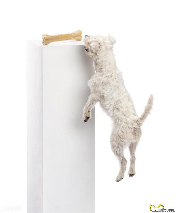 狗狗秒变开门小能手!看我是如何一步步教会它的