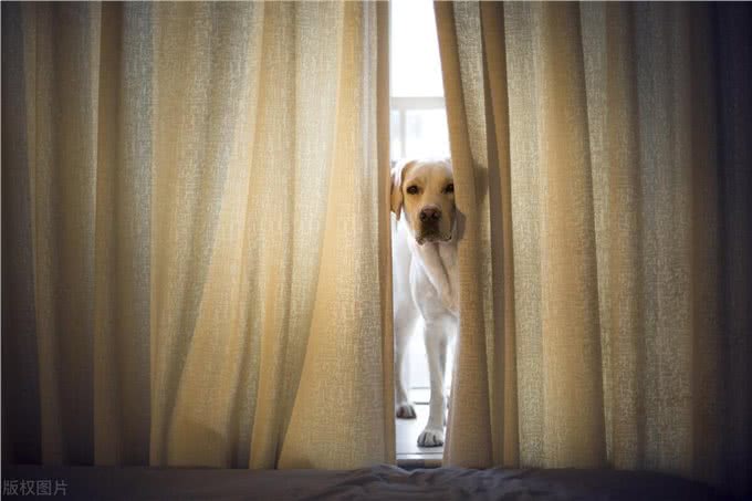 狗狗秒变开门小能手!看我是如何一步步教会它的