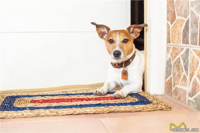 狗狗秒变开门小能手!看我是如何一步步教会它的