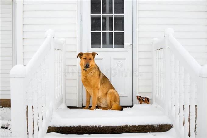 狗狗秒变开门小能手!看我是如何一步步教会它的