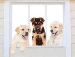 狗狗秒变开门小能手!看我是如何一步步教会它的