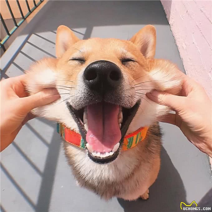 狗狗开心幸福，会有这7种表现，你家的狗够幸福吗