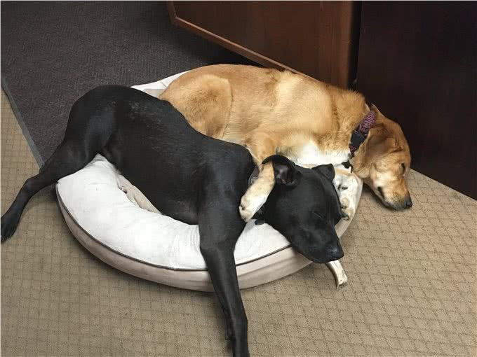 狗狗开心幸福，会有这7种表现，你家的狗够幸福吗