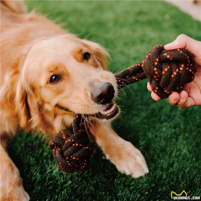 狗狗开心幸福，会有这7种表现，你家的狗够幸福吗