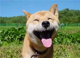 狗狗开心幸福，会有这7种表现，你家的狗够幸福吗