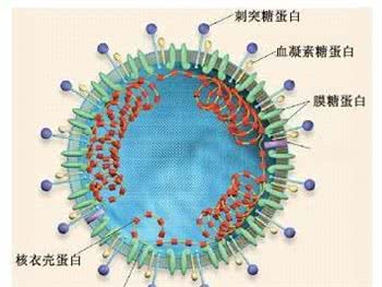 犬冠状病毒感染
