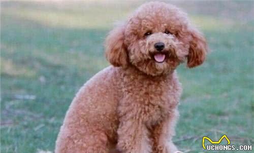 犬冠状病毒感染