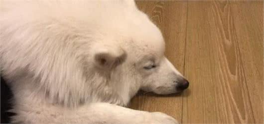 犬冠状病毒感染