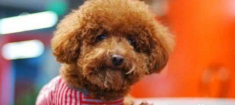 犬冠状病毒感染