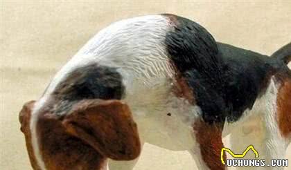 犬冠状病毒感染