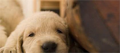 犬冠状病毒感染