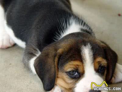 犬冠状病毒感染