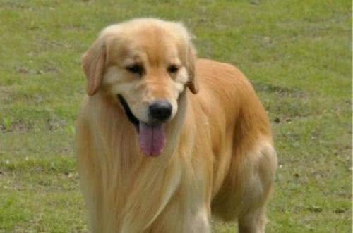 犬冠状病毒感染