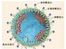 犬冠状病毒感染