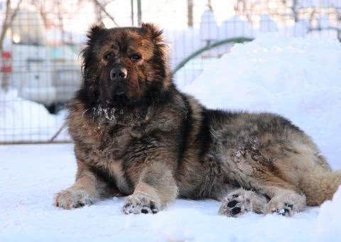 高加索犬不要一味的追求凶猛,一旦凶狠起来,后果很严重