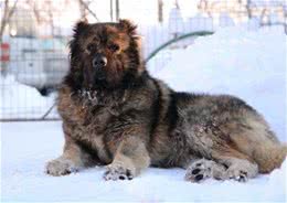 高加索犬不要一味的追求凶猛，一旦凶狠起来，后果很严重